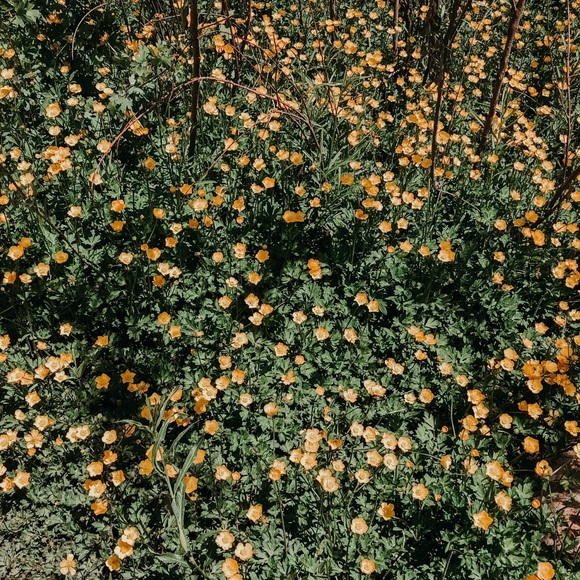 Meet your Posher, Car - Picture 1 of 1